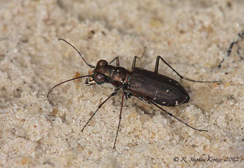 Cicindela punctulata